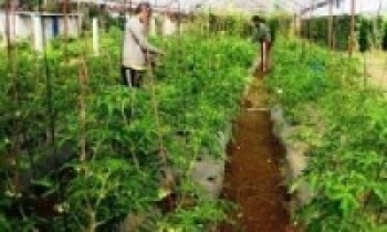 विदेशका दुःख सम्झेर तरकारी खेतीमा रमाउँदै युवा   