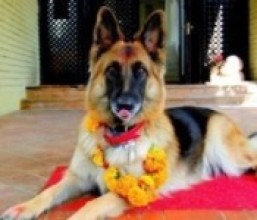 यमपञ्चकको दोस्रो दिन आज कुकुर तिहार मनाइँदै