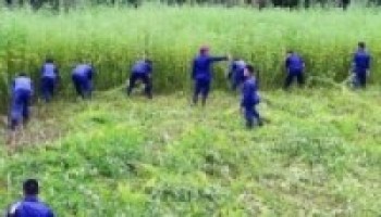 ५० बिघामा लगाइएको अवैध गाँजाखेती नष्ट