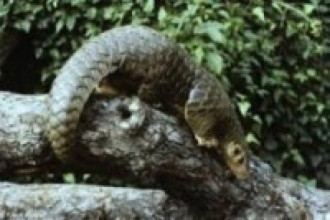 जिउँदो सालकसहित दुई पक्राउ  