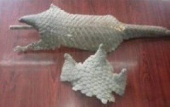 २५ किलो सालकको खबटासहित दुई पक्राउ   