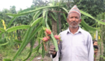 किसानलाई ड्रागन फ्रुटको बिरुवा वितरण   