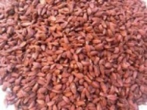 अलैँची दाना बिक्रीबाट अभिलेख तोडियो लमजुङमा