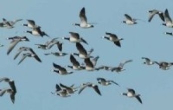 भानुभक्त प्राणी उद्यानमा १६ प्रजातिका चरा फेला   