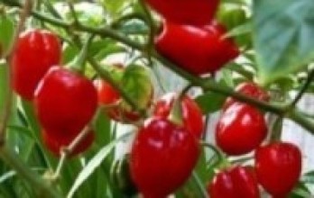 ‘नयाँ माटो’मा पहिलो वर्ष नै हौसिएर फल्यो अकबरे   