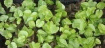 तीनकुने क्षेत्रको वाग्मती किनारमा ५०० गुर्जो रोपण   
