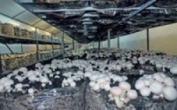 मेहेनत गरे के हुदैन र ,च्याउखेतीबाट मनग्य आम्दानी