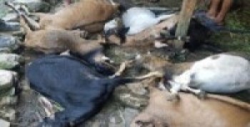 ‘लम्पी स्किन’बाट धमाधम पशु मर्न थाले