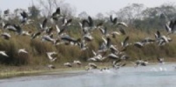 नेपालमा पनि जलपन्छी गणना गरिँदै 