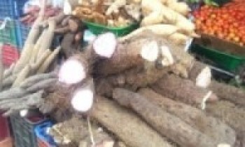 माघे सङ्क्रान्ति नजिकिँदै गर्दा किसानलाई तरुल खन्न चटारो