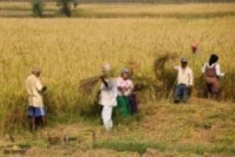 चैते धानको उचित मूल्य नपाउँदा किसान चिन्तित !