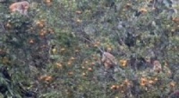 जङ्गली जनावरद्वारा बालीनाली नोक्सान