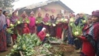 तरकारी खेती काउली प्रदर्शन गर्दै महिला कृषक   