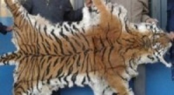 बाघको छालासहित पक्राउ 