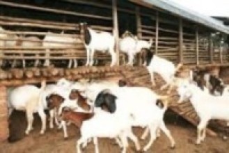 सुर्खेतमा खसीको मासुको मूल्य बढ्यो   