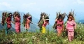 विद्यालयबाट सिधै घाँस–दाउरा   