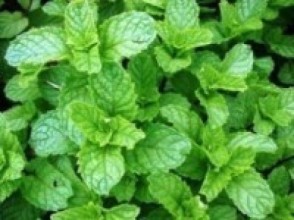 जडीबुटी खेती मेन्था किसानको रोजाइ   