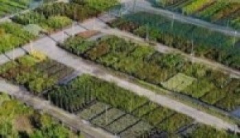 नर्सरीबाट वार्षिक रु २० लाख आम्दानी   