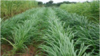 अपुग भयो पशुआहार र कृषि उत्पादन