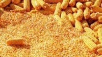 वर्णशङ्कर मकैको बीउ उत्पादनसम्बन्धी तालीम 