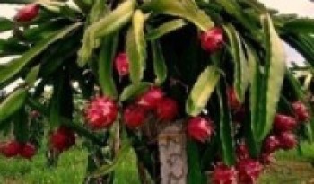 बागलुङमा ड्रागन फ्रुटको व्यावसायिक खेती   