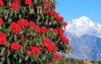 ढकमक्क गुराँसले रङ्गियो घोडेपानी