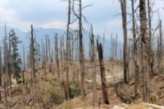 ठाडै सुकेका रुखका कारण वन नै उजाडियो   