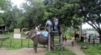 विस्थापित हुँदै हात्ती   