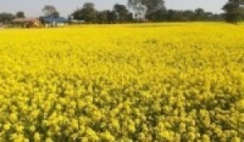 दाङमा तोरी उत्पादनमा वृद्धि !