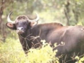 जङ्गली हात्तीका कारण गौरीगाई गणना स्थगित   