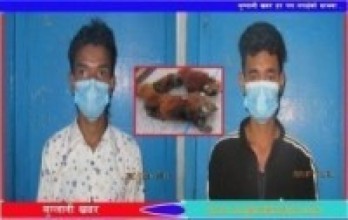 दुर्लभ बन्यजन्तु रेडपाण्डा सहित दुईजना पक्राउ
