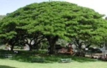  म्याग्दीमा बर–पिपल, चौतारी, पोखरी संरक्षण अभियान   