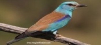 नेपालमा नयाँ चराको प्रजाति   