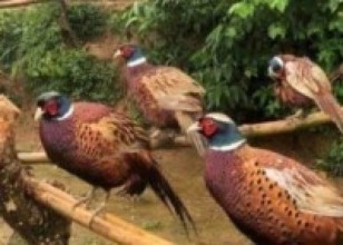 म्याग्दीमा कालिजपालनको लहर   