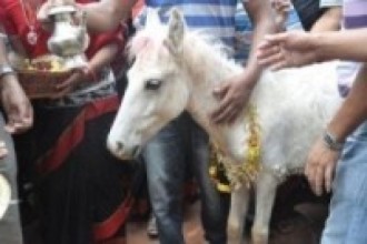 तलेजुको वाहन सेतो घोडाको जात्रा सम्पन्न   