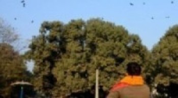 रत्नपार्कमा १८ औँ ‘काग सम्मेलन’: कति भए जम्मा काग ?