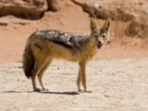 कपिलवस्तुको बिजगौरी गाउँमा स्यालको आतङ्क