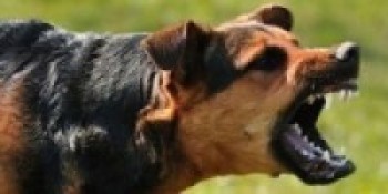 यस्तो पनि : कन्चनपुरमा बहुलाहा कुकुरले टोक्दा दुई दिनमै अठार जना घाइते