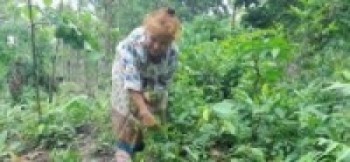 पूर्वी नेपालको कोसेली निगुरो !