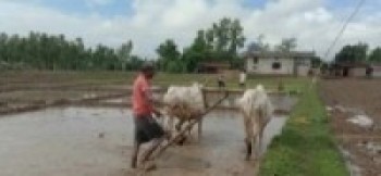 गाउँमा ट्र्याक्टरले रोपाइँ, किसानले पाल्न छाडे गोरु