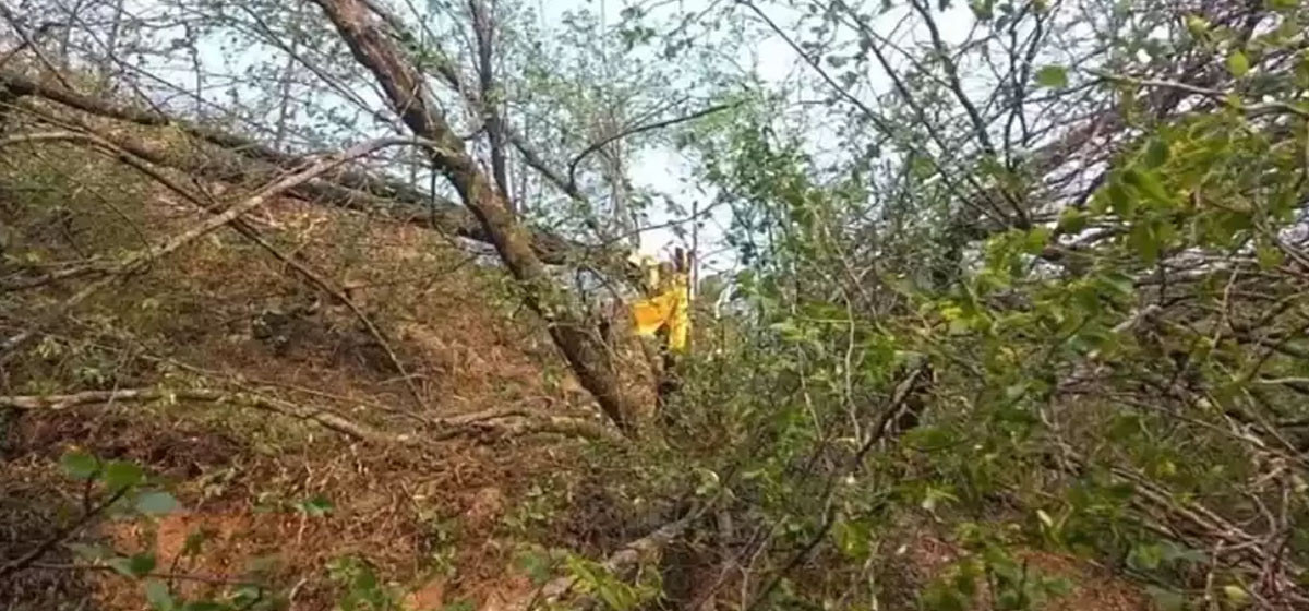 बोधिचित्तको रुख काटेको आरोपमा चारजना पक्राउ