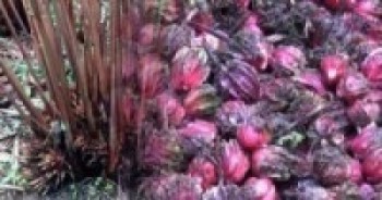 अलैँचीको मूल्य बढेपछि ताप्लेजुङका किसान उत्साहित