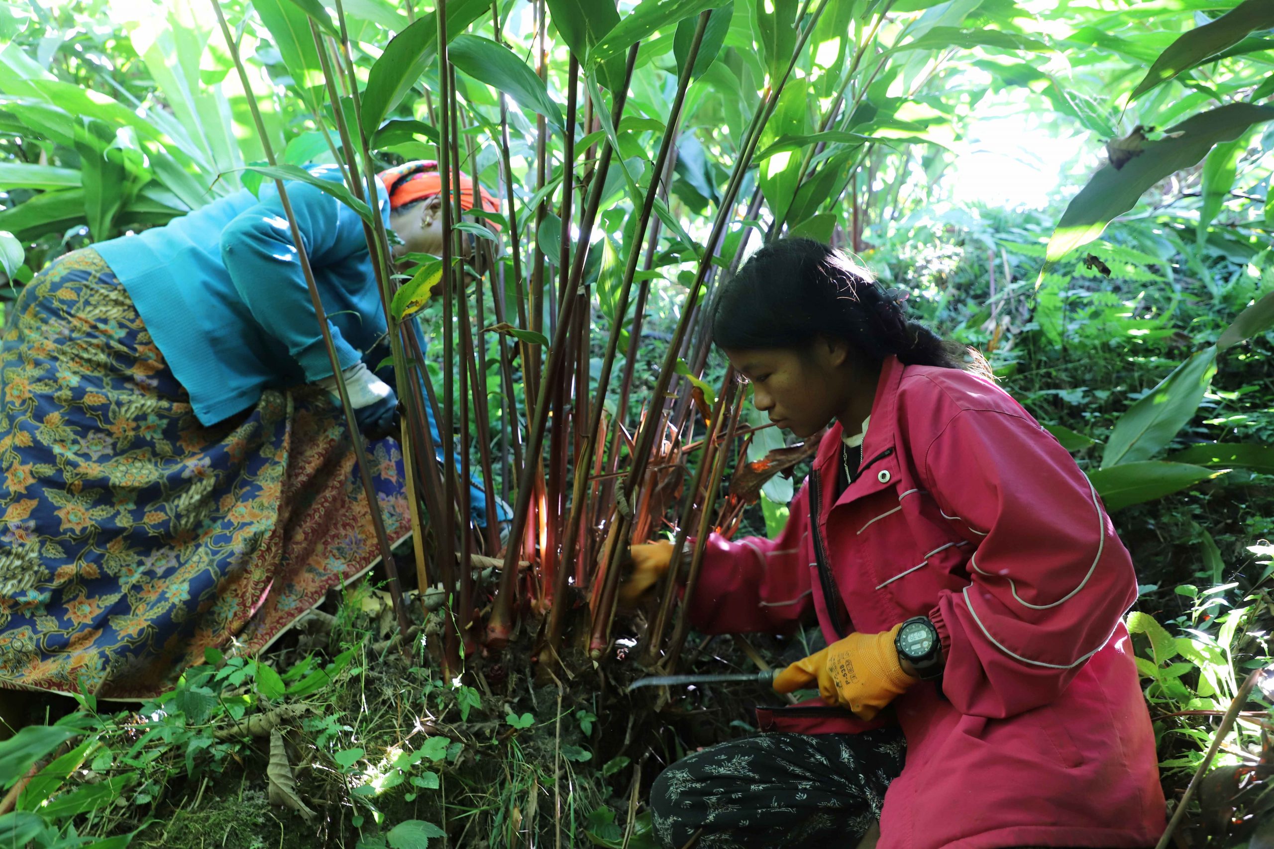अलैँचीको मूल्य पाउँदा किसान उत्साहित