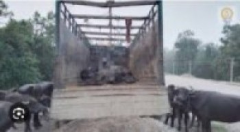 ट्रक पल्टिँदा १७ वटा भैँसी÷पाडा मरे
