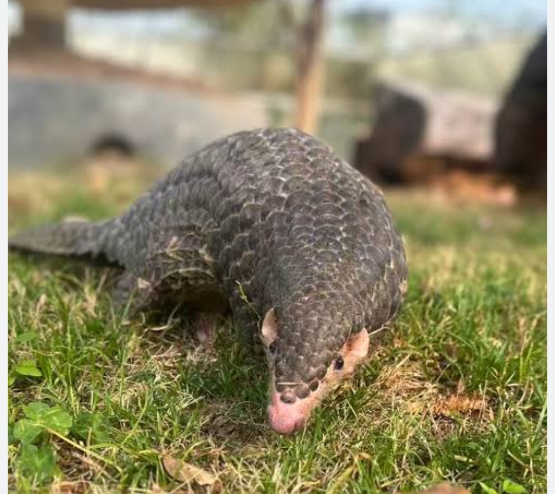 खोटाङमा भेटियो सङ्कटापन्न सूचीमा रहेको कालोसालक