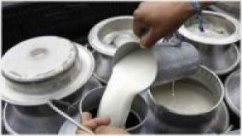 दूध बेचेर करोडौँ गाउँ भित्र्याउँदै किसान