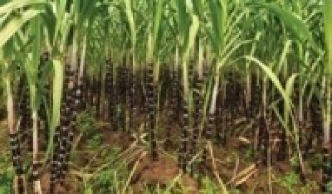 सर्लाहीका किसानले उखुको अनुदान पाएनन्