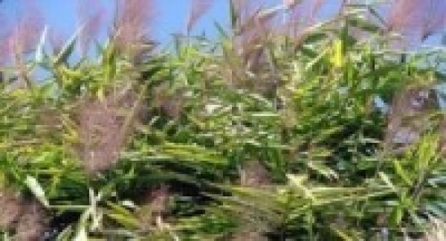 कुचोको मूल्य घटेपछि इलामका अम्रिसो किसान समस्यामा