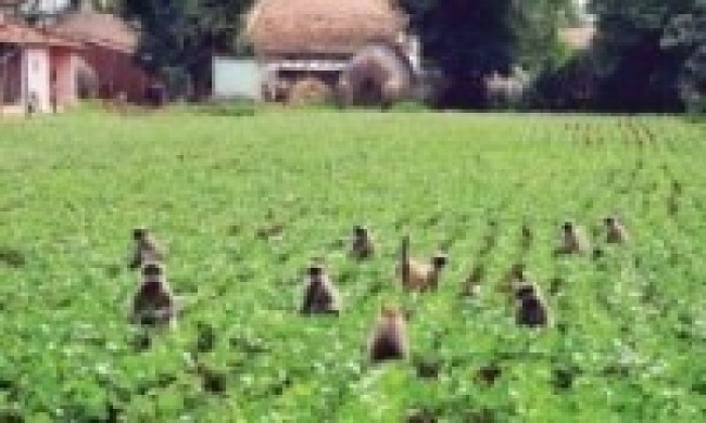 बाँदरले तरकारी सखाप पारेपछि मर्कामा किसान   