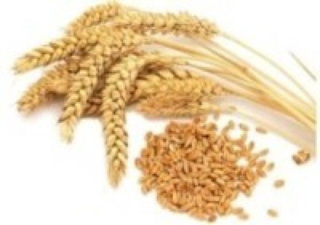 किसान आकर्षित नहुँदा मासिदै जौँखेती